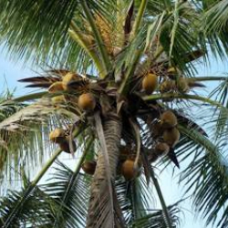 Despre uleiul de nuca de cocos